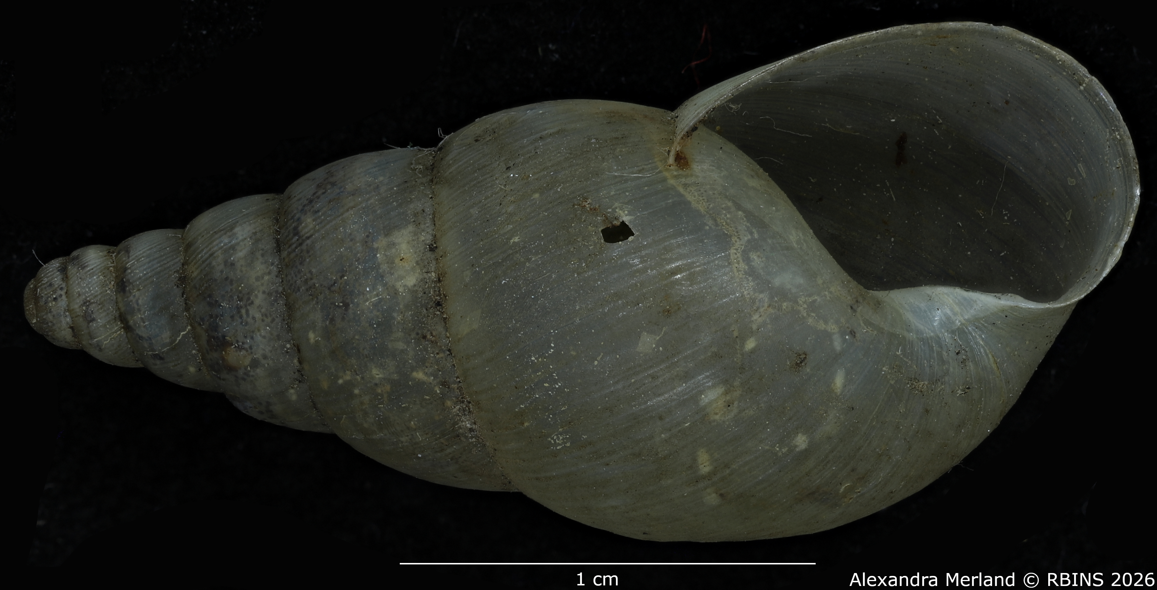 BE-RBINS-INV-MT-1399-Pseudoglessula-diaphana-st-V.jpg