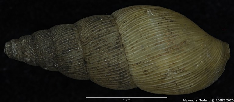 BE-RBINS-INV-MT-1400-Pseudoglessula-gracilior-pt-D.jpg