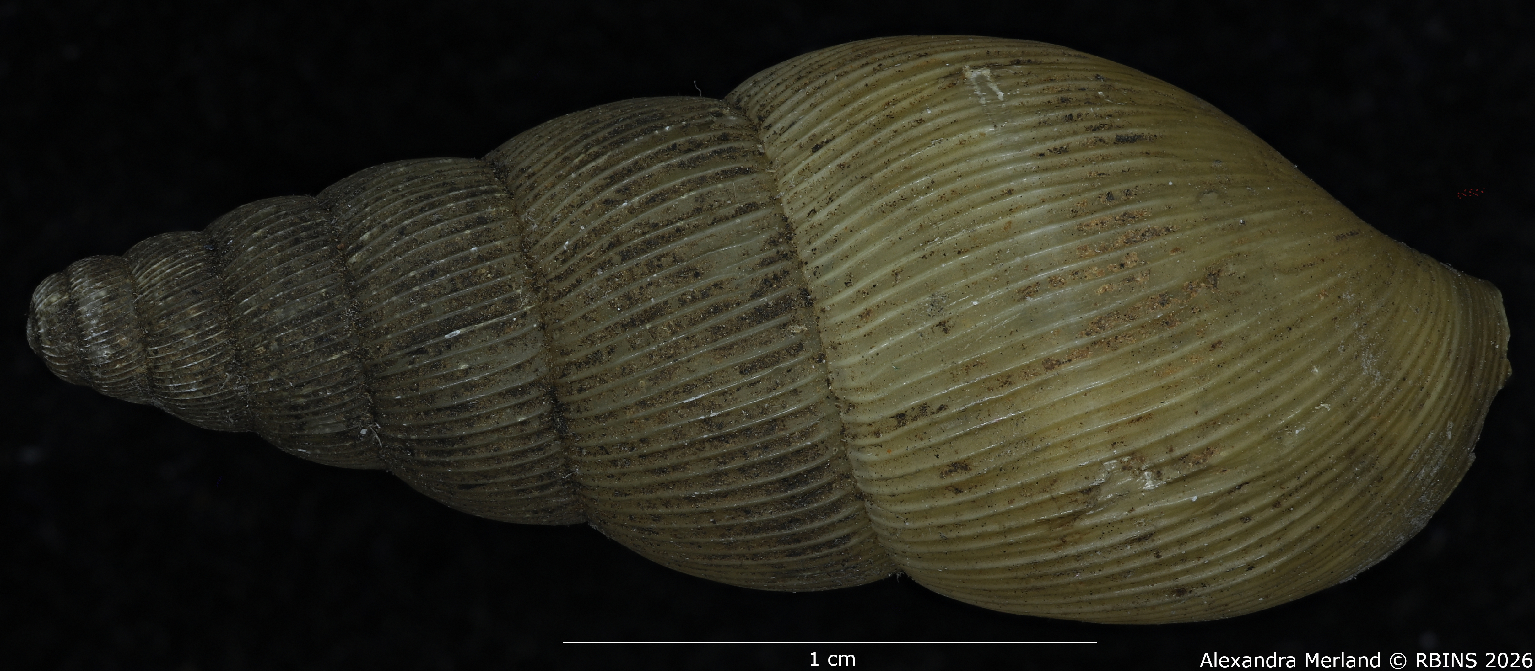 BE-RBINS-INV-MT-1400-Pseudoglessula-gracilior-pt-D.jpg