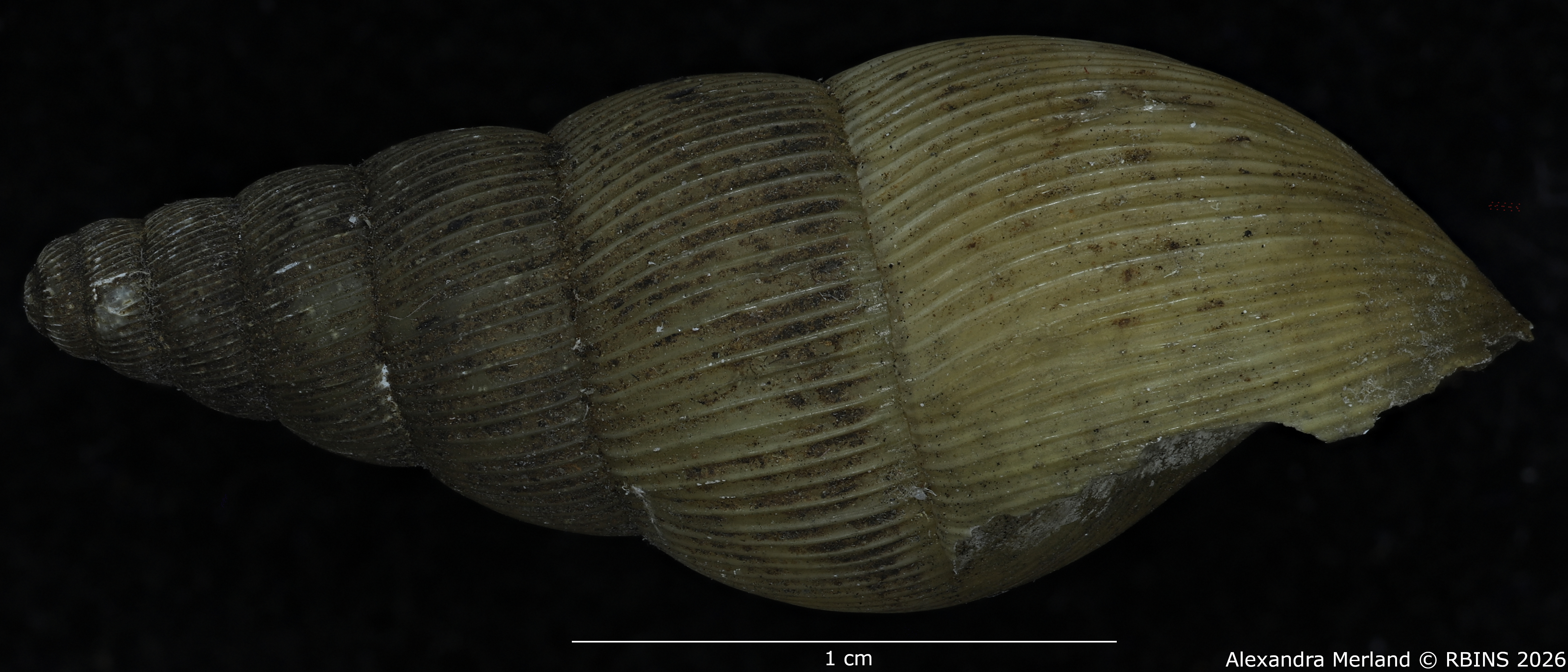 BE-RBINS-INV-MT-1400-Pseudoglessula-gracilior-pt-L.jpg