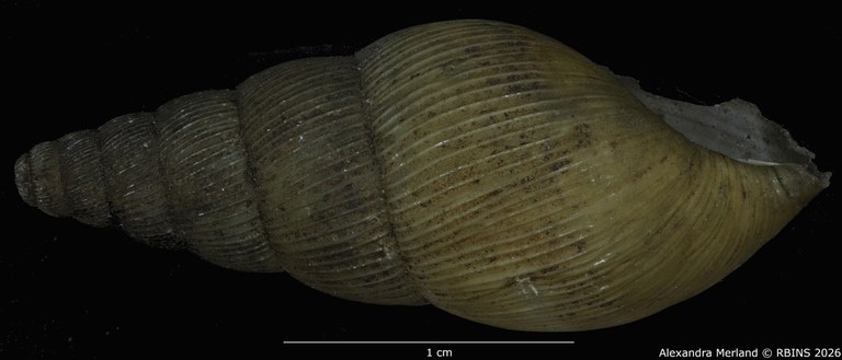 BE-RBINS-INV-MT-1400-Pseudoglessula-gracilior-pt-L2.jpg