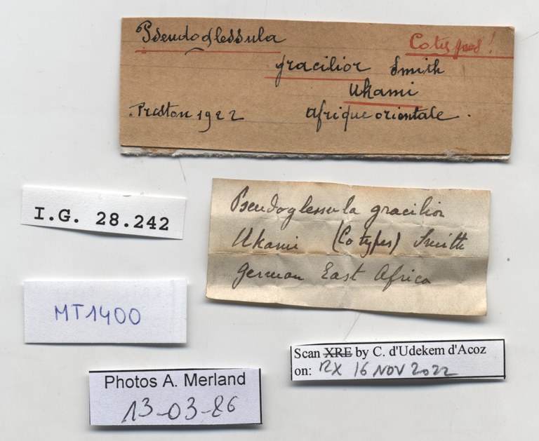 BE-RBINS-INV-MT-1400-Pseudoglessula-gracilior-pt-label.jpg