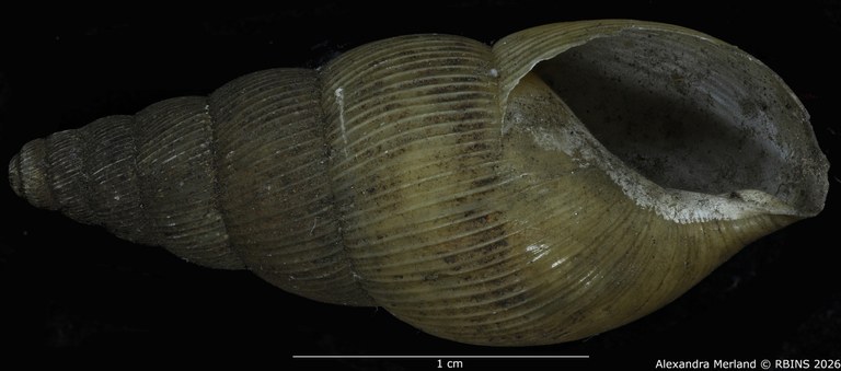 BE-RBINS-INV-MT-1400-Pseudoglessula-gracilior-pt-V.jpg