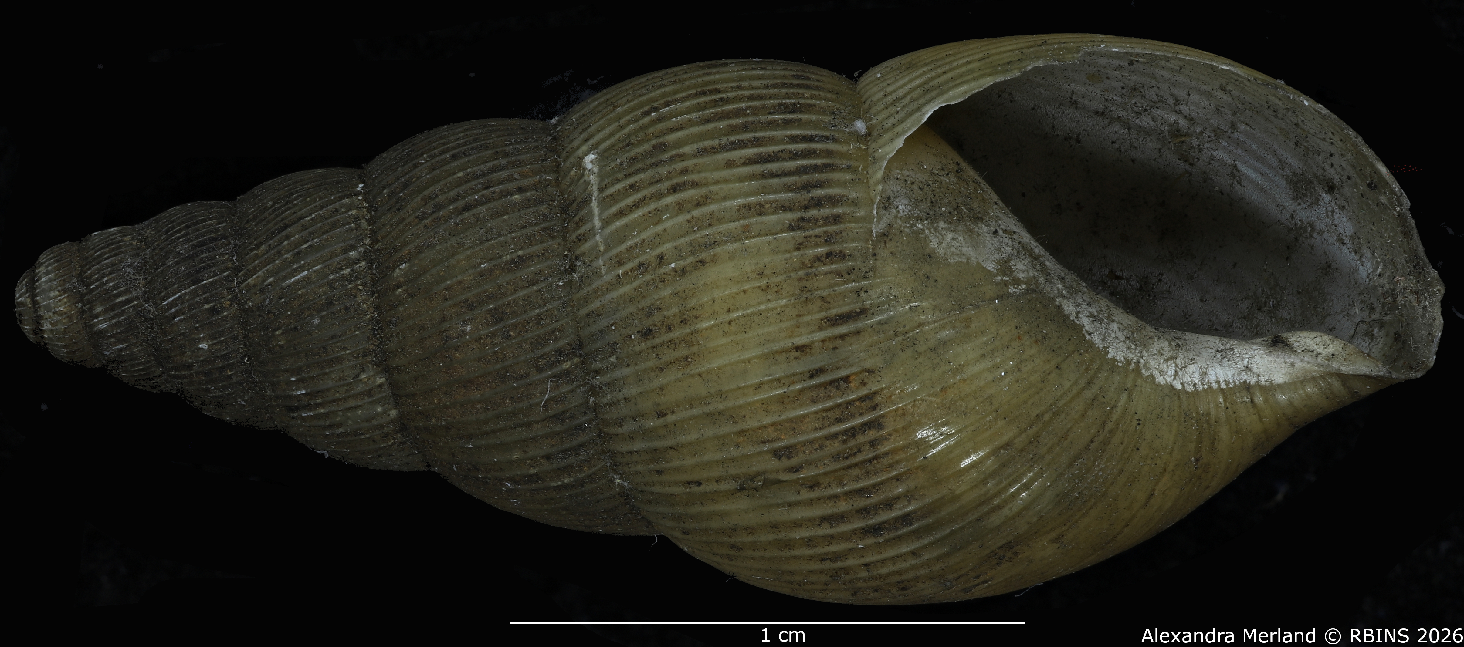 BE-RBINS-INV-MT-1400-Pseudoglessula-gracilior-pt-V.jpg