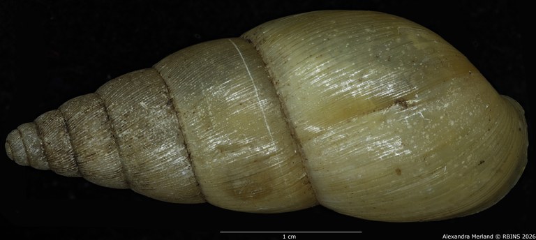 BE-RBINS-INV-MT-1404-Pseudoglessula-humicola-elongata-type-D.jpg