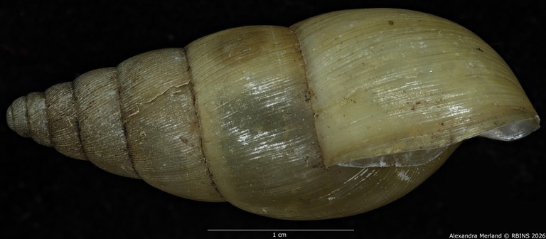 BE-RBINS-INV-MT-1404-Pseudoglessula-humicola-elongata-type-L.jpg