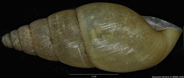 BE-RBINS-INV-MT-1404-Pseudoglessula-humicola-elongata-type-L2.jpg