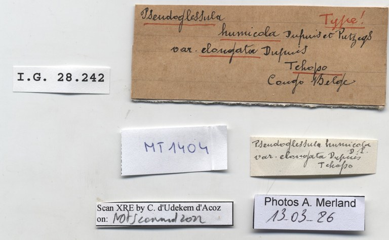 BE-RBINS-INV-MT-1404-Pseudoglessula-humicola-elongata-type-label.jpg