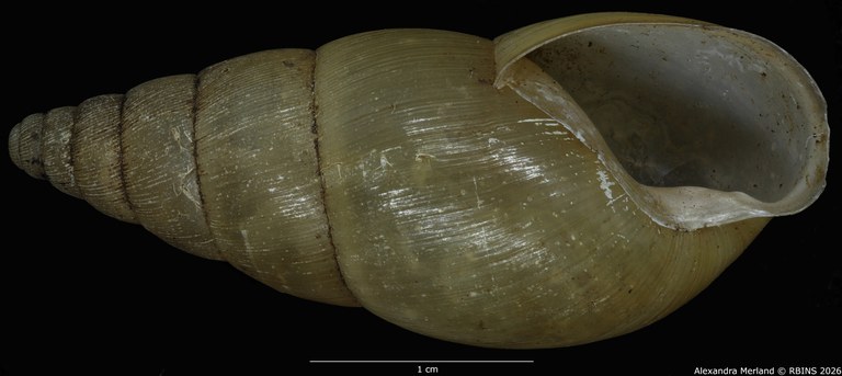 BE-RBINS-INV-MT-1404-Pseudoglessula-humicola-elongata-type-V.jpg