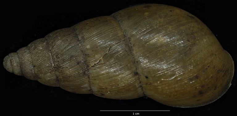BE-RBINS-INV-MT-1403-Pseudoglessula-humicola-elongata-type-D.jpg