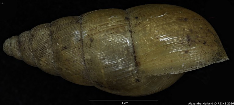 BE-RBINS-INV-MT-1403-Pseudoglessula-humicola-elongata-type-L.jpg