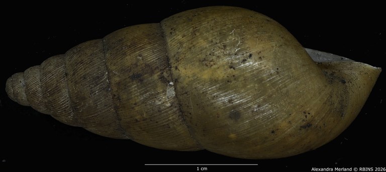 BE-RBINS-INV-MT-1403-Pseudoglessula-humicola-elongata-type-L2.jpg