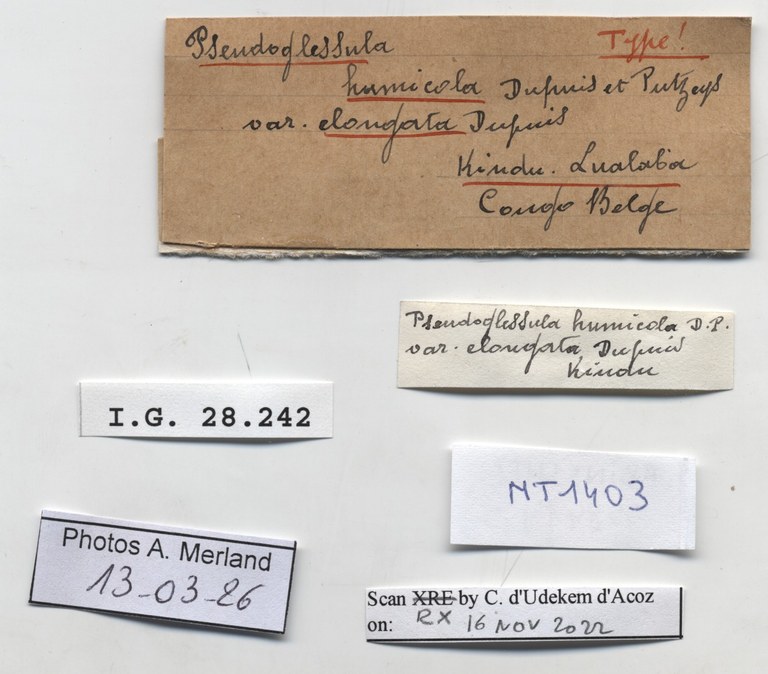 BE-RBINS-INV-MT-1403-Pseudoglessula-humicola-elongata-type-label.jpg