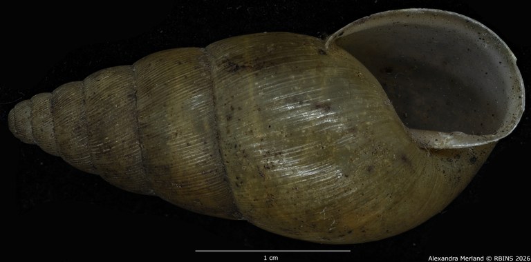 BE-RBINS-INV-MT-1403-Pseudoglessula-humicola-elongata-type-V.jpg