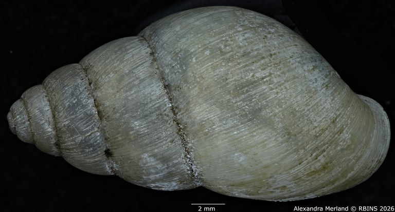BE-RBINS-INV-MT-1405-Pseudoglessula-pellegrini-type-D.jpg