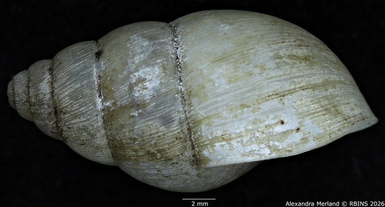 BE-RBINS-INV-MT-1405-Pseudoglessula-pellegrini-type-L.jpg