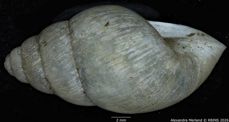 BE-RBINS-INV-MT-1405-Pseudoglessula-pellegrini-type-L2.jpg