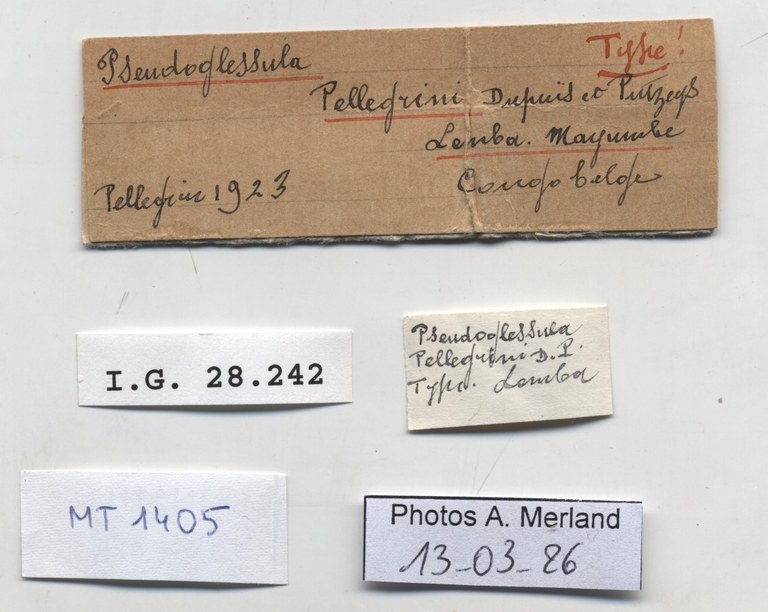 BE-RBINS-INV-MT-1405-Pseudoglessula-pellegrini-type-label.jpg