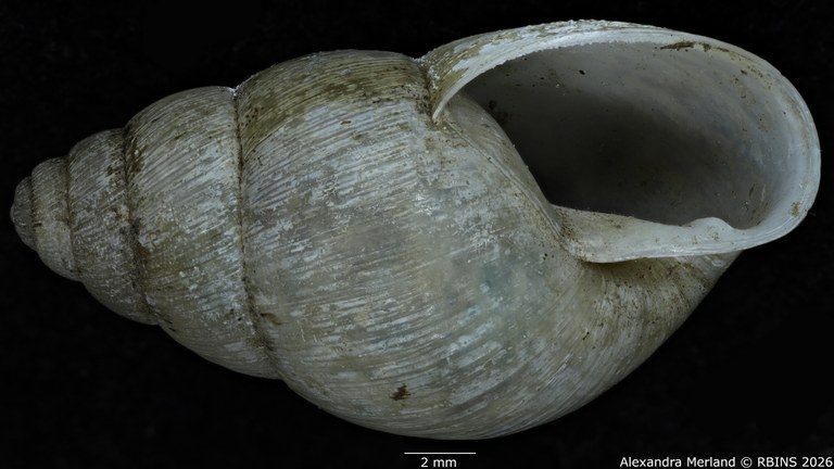 BE-RBINS-INV-MT-1405-Pseudoglessula-pellegrini-type-V.jpg