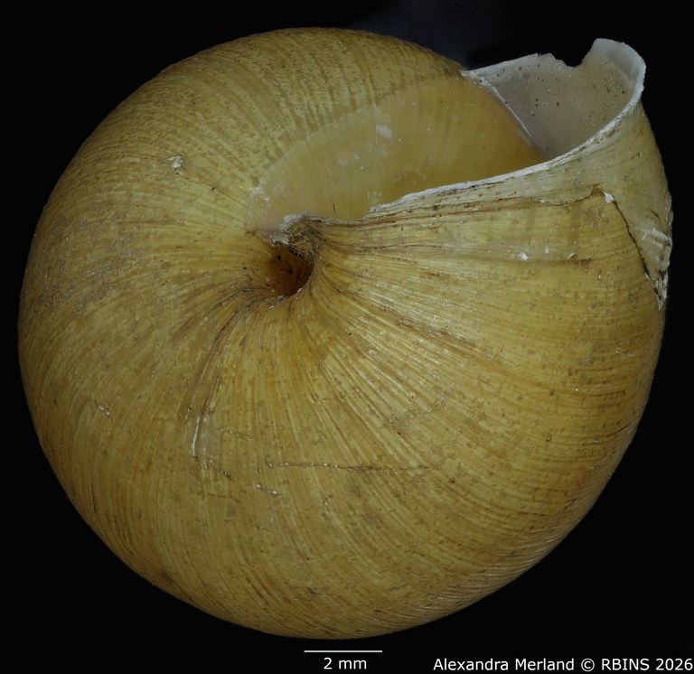 BE-RBINS-INV-MT-1406-Pseudoglessula-semlikiensis-type-Bottom.jpg