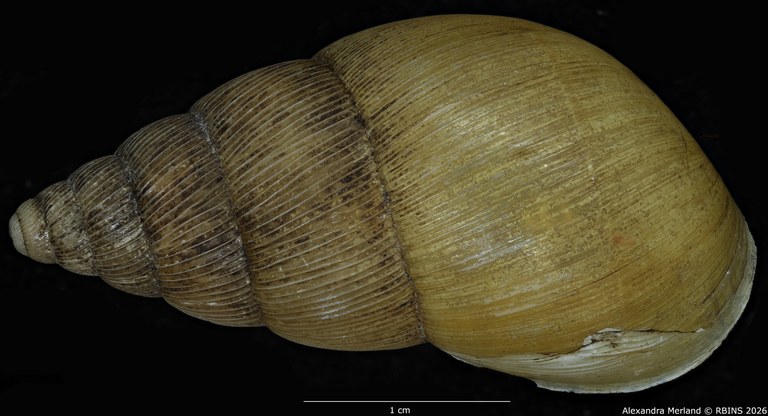 BE-RBINS-INV-MT-1406-Pseudoglessula-semlikiensis-type-D.jpg
