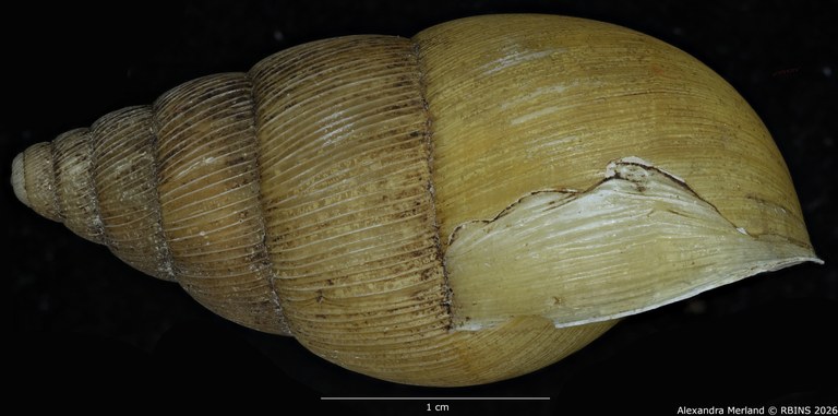 BE-RBINS-INV-MT-1406-Pseudoglessula-semlikiensis-type-L.jpg