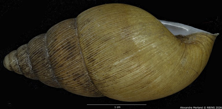 BE-RBINS-INV-MT-1406-Pseudoglessula-semlikiensis-type-L2.jpg
