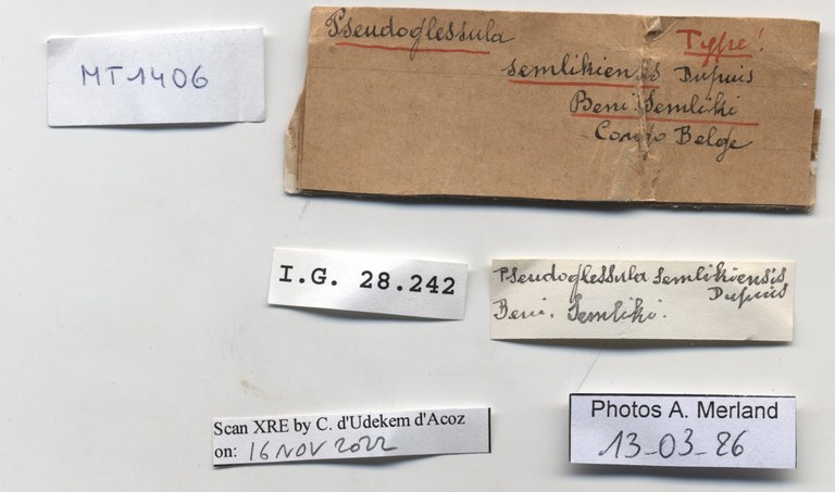 BE-RBINS-INV-MT-1406-Pseudoglessula-semlikiensis-type-label.jpg