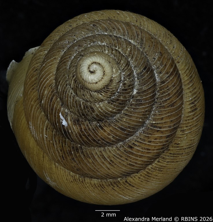 BE-RBINS-INV-MT-1406-Pseudoglessula-semlikiensis-type-Top.jpg