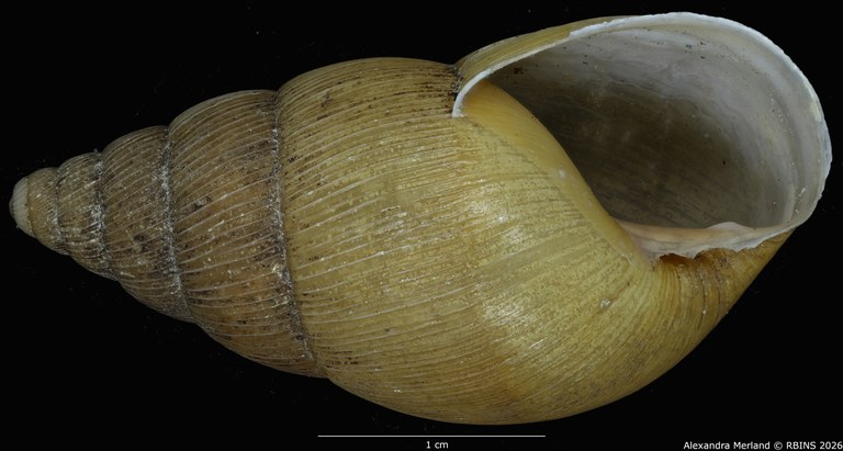 BE-RBINS-INV-MT-1406-Pseudoglessula-semlikiensis-type-V.jpg