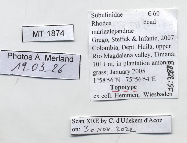 BE-RBINS-INV-MT-1874-Rhodea-mariaalejandrae-tpt-label.jpg