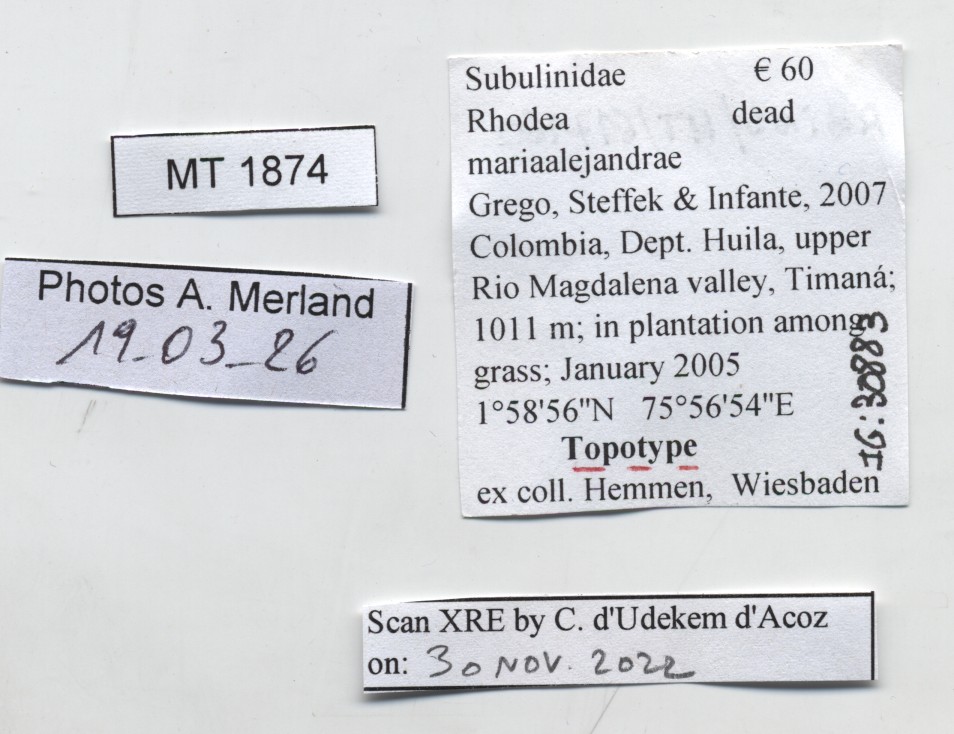 BE-RBINS-INV-MT-1874-Rhodea-mariaalejandrae-tpt-label.jpg
