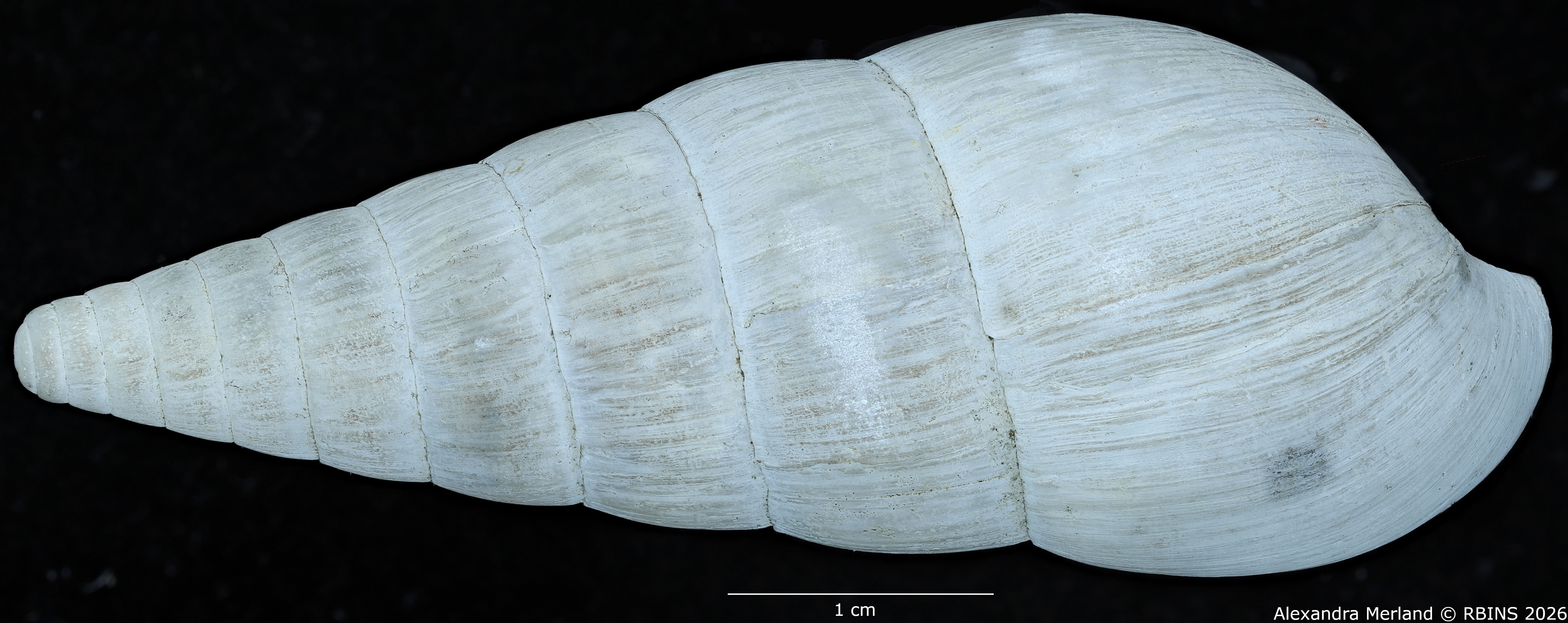 BE-RBINS-INV-MT-1410-Riebeckia-decipiens-st-D.jpg