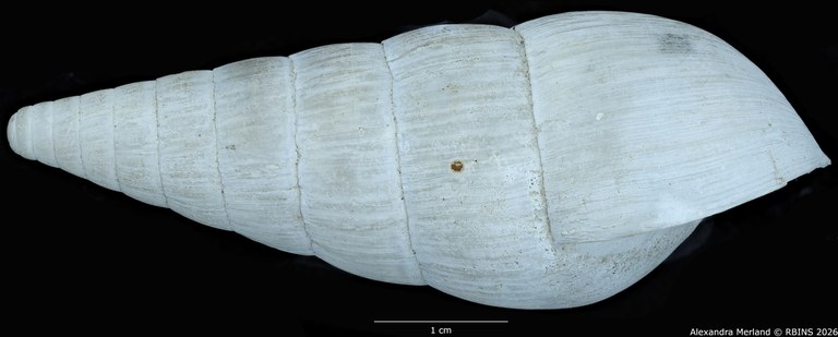 BE-RBINS-INV-MT-1410-Riebeckia-decipiens-st-L.jpg