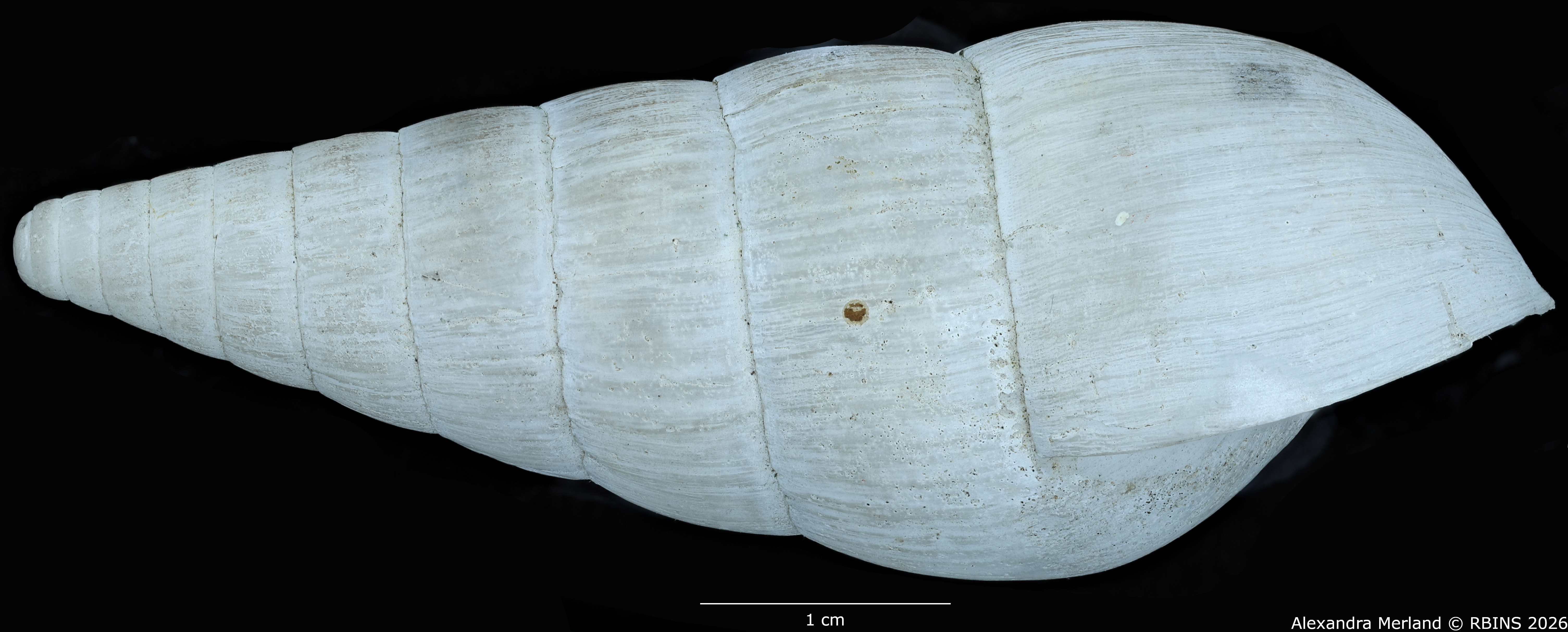 BE-RBINS-INV-MT-1410-Riebeckia-decipiens-st-L.jpg