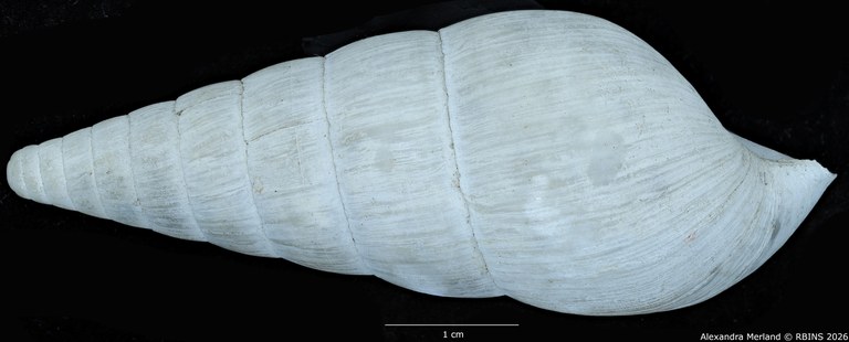 BE-RBINS-INV-MT-1410-Riebeckia-decipiens-st-L2.jpg
