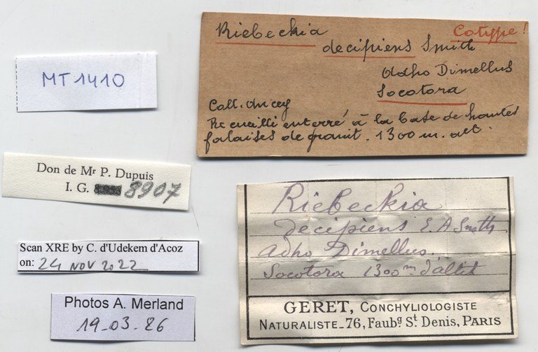 BE-RBINS-INV-MT-1410-Riebeckia-decipiens-st-label.jpg