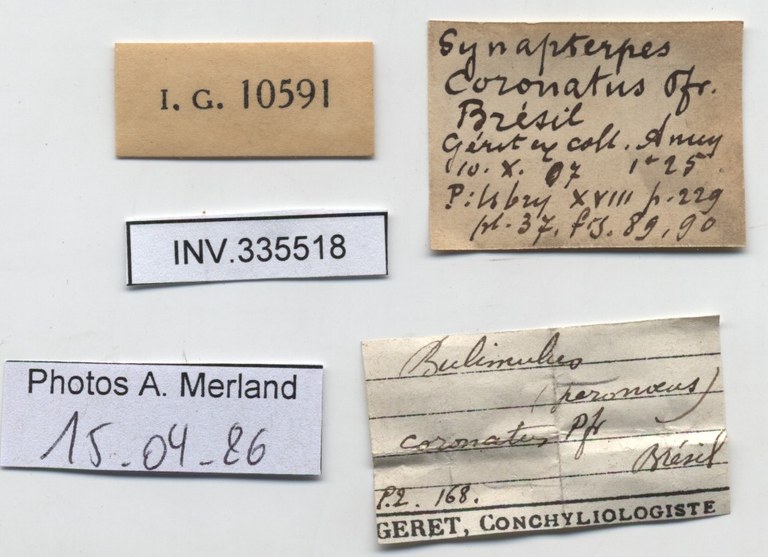 BE-RBINS-INV-INV-335518-Synapterpes-coronatus-nt-label.jpg