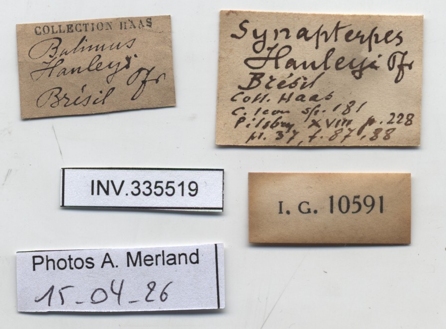 BE-RBINS-INV-INV-335519-Synapterpes-hanleyi-nt-label.jpg