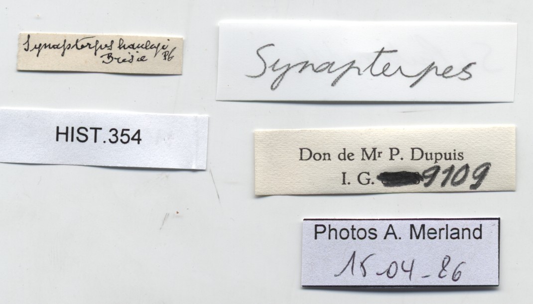 BE-RBINS-INV-HIST-354-Synapterpes-hanleyi-nt-label.jpg