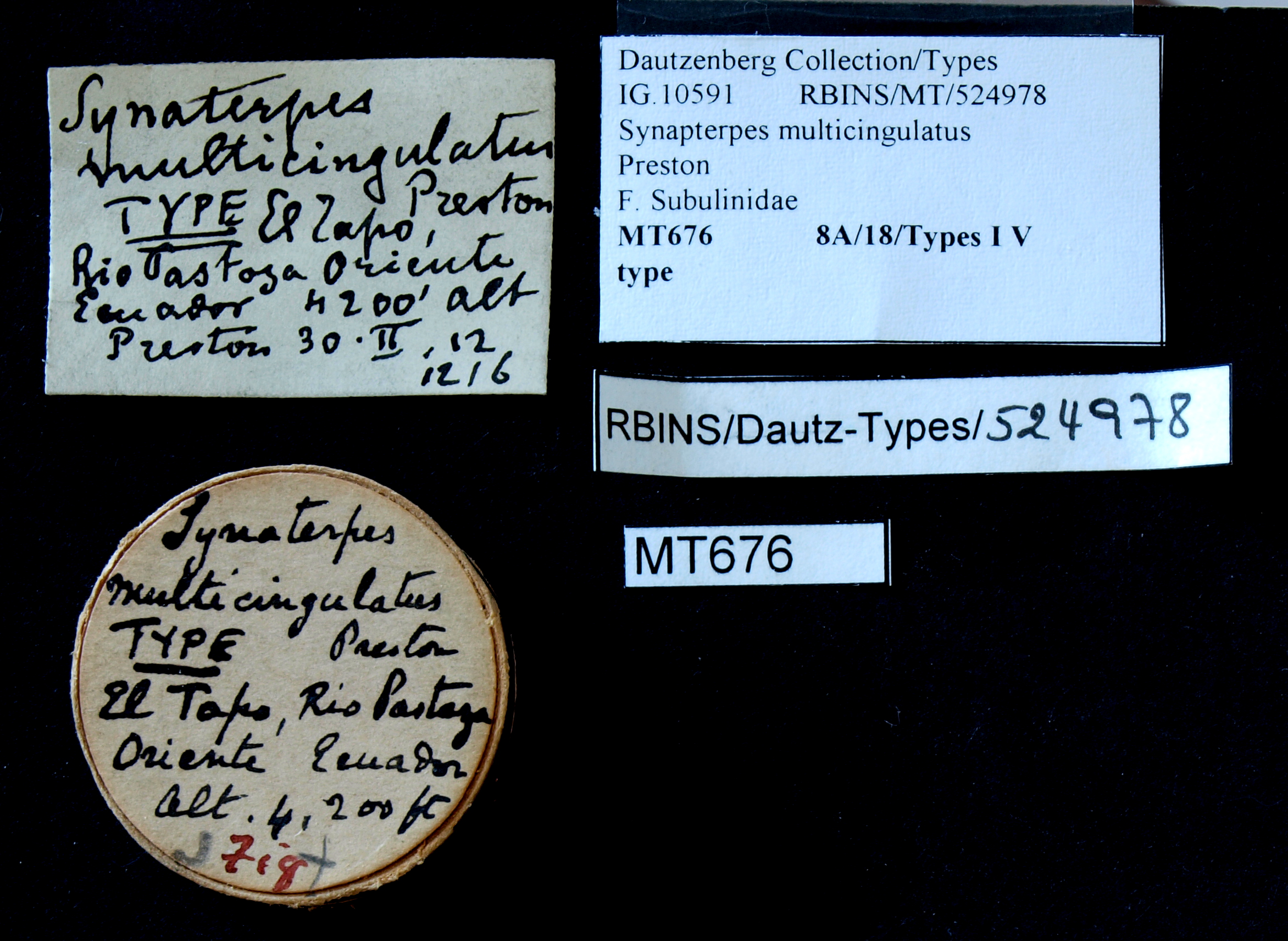 BE-RBINS-INV TYPE MT 676 Synapterpes multicingulatus LABELS.jpg