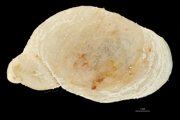 BE-RBINS-INV TYPE MT 647 Succinea humerosaDORSAL ZS PMax Scaled.jpg