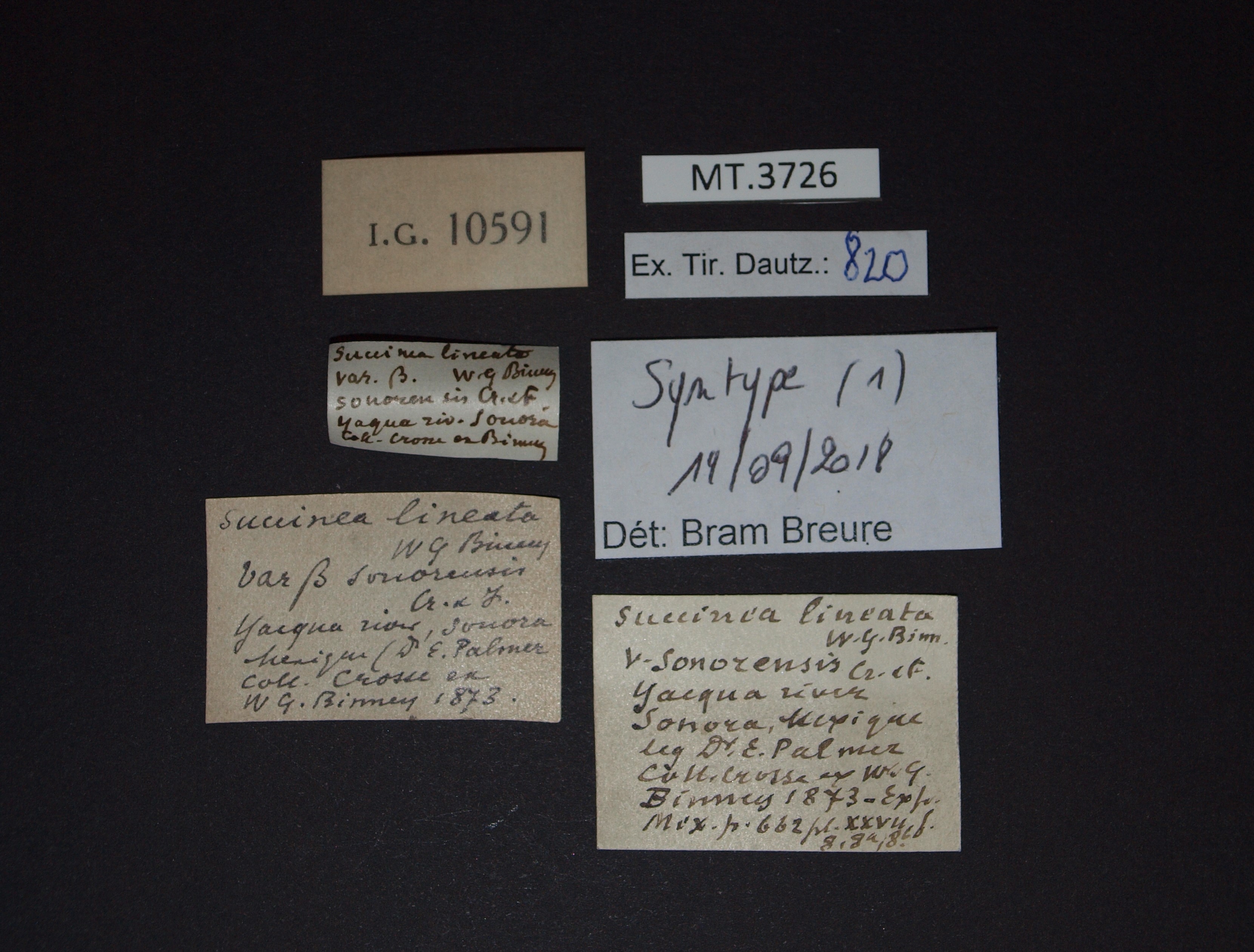 BE-RBINS-INV SYNTYPE MT.3726 Succinea lineata var. sonorensis LABELS.jpg