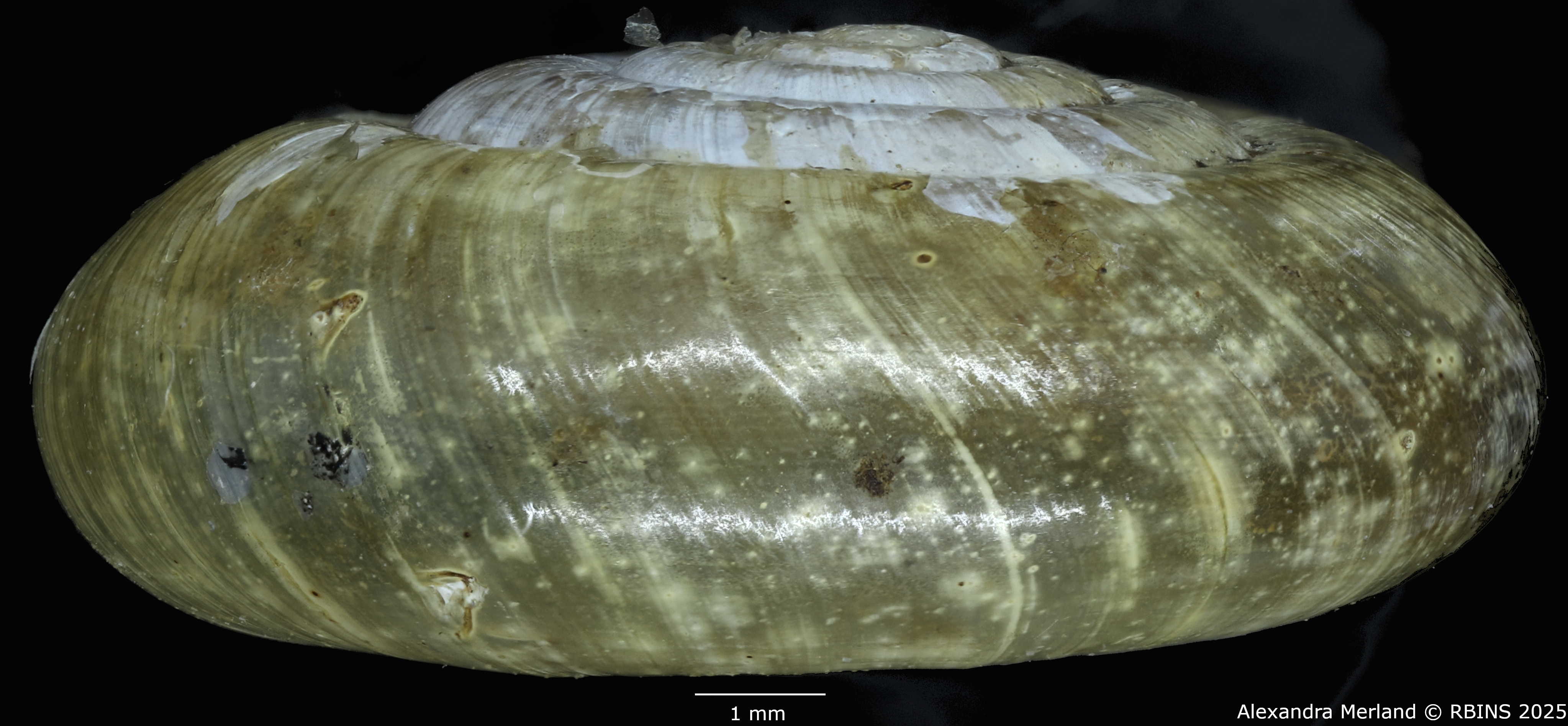 BE-RBINS-INV-MT-4008-Systrophiella-sp.-pt-L2.jpg