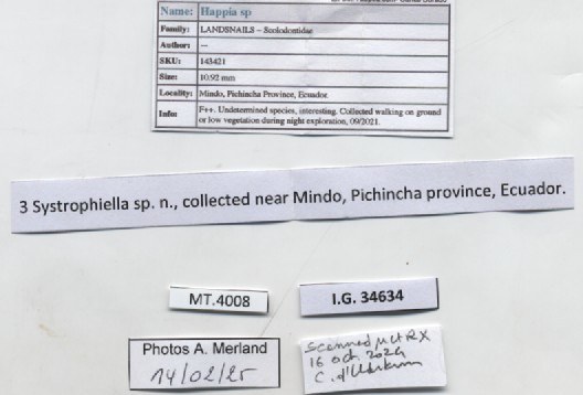 BE-RBINS-INV-MT-4008-Systrophiella-sp.-pt-label.jpg BE-RBINS-INV-MT-4008-Systrophiella-sp.-pt-label.jpg