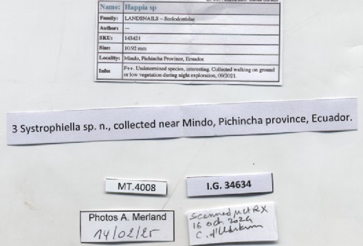 BE-RBINS-INV-MT-4008-Systrophiella-sp.-pt-label.jpg