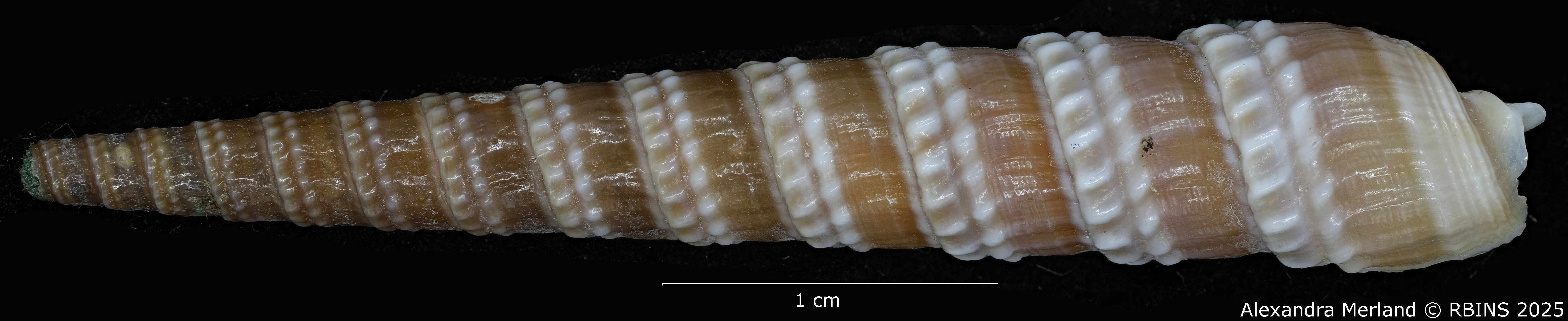 BE-RBINS-INV-MT-3027-Cinguloterebra-binii-pt-D.jpg
