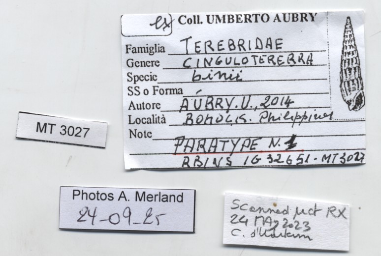 BE-RBINS-INV-MT-3027-Cinguloterebra-binii-pt-label.jpg