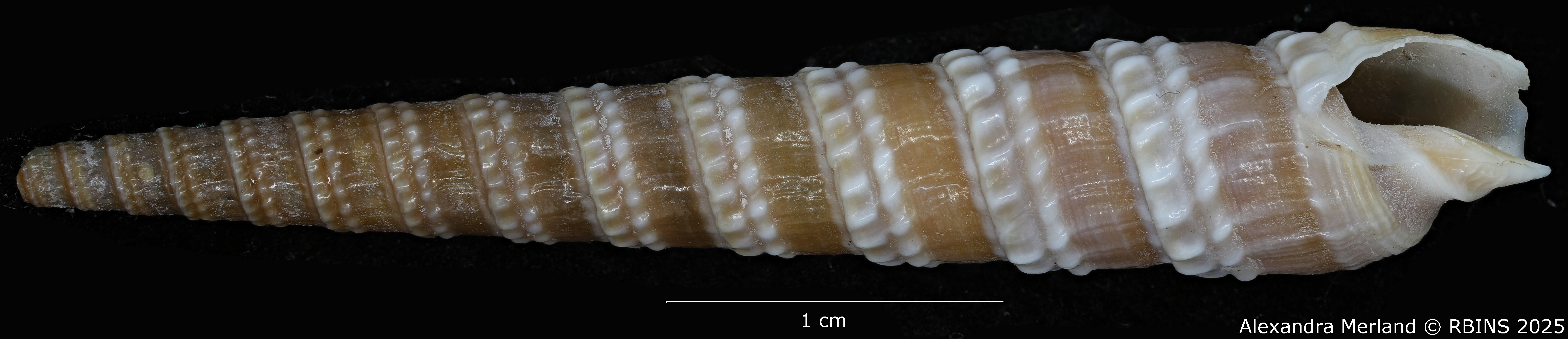 BE-RBINS-INV-MT-3027-Cinguloterebra-binii-pt-V.jpg