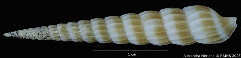 BE-RBINS-INV-MT-3640-Clathroterebra-joelbartschi-pt-D.jpg BE-RBINS-INV-MT-3640-Clathroterebra-joelbartschi-pt-D.jpg